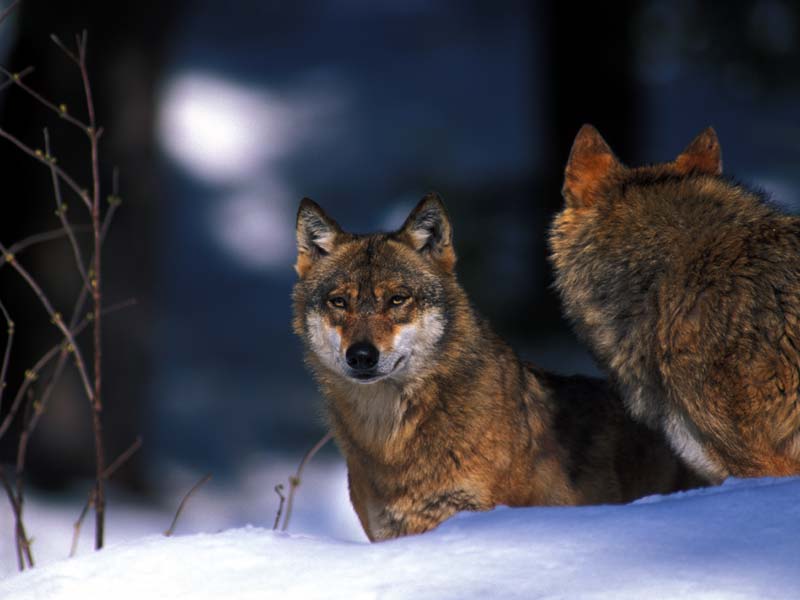 Dopo 50 anni torna la caccia al lupo: secondo Lav, anche ai cani