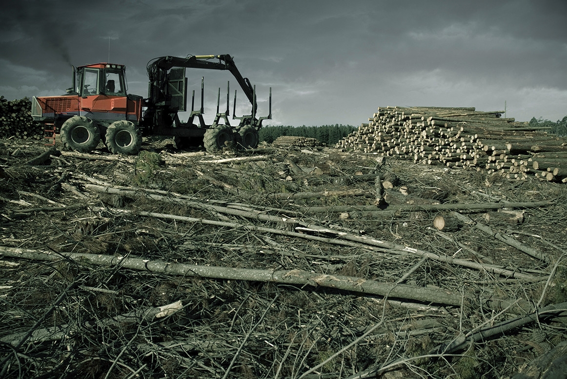 Deforestazione: ogni minuto rasi al suolo 50 campi di calcio di foreste